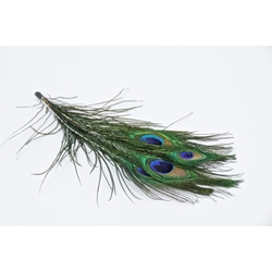 Peacock Feathers 20cm Natural Pack of 5