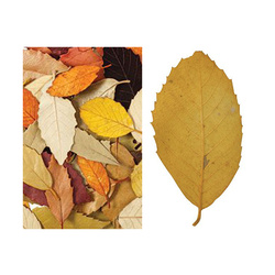 Natural Autumn Coloured Leaves Bag of 90