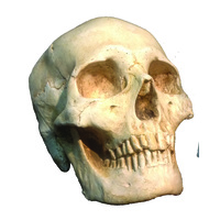 Skull Natural/Aged Colour