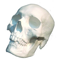 Skull White Colour