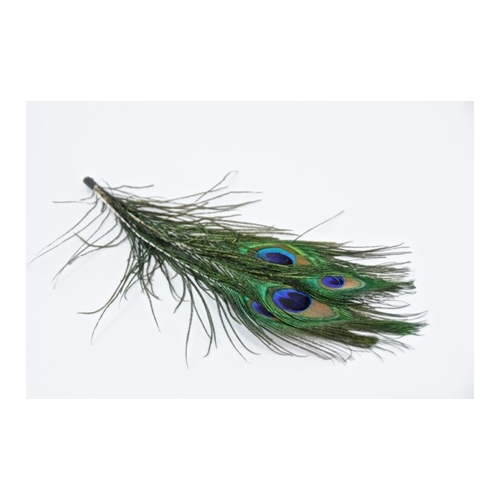 Peacock Feathers 20cm Natural Pack of 5